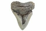 Bargain, Fossil Megalodon Tooth - North Carolina #376534-1